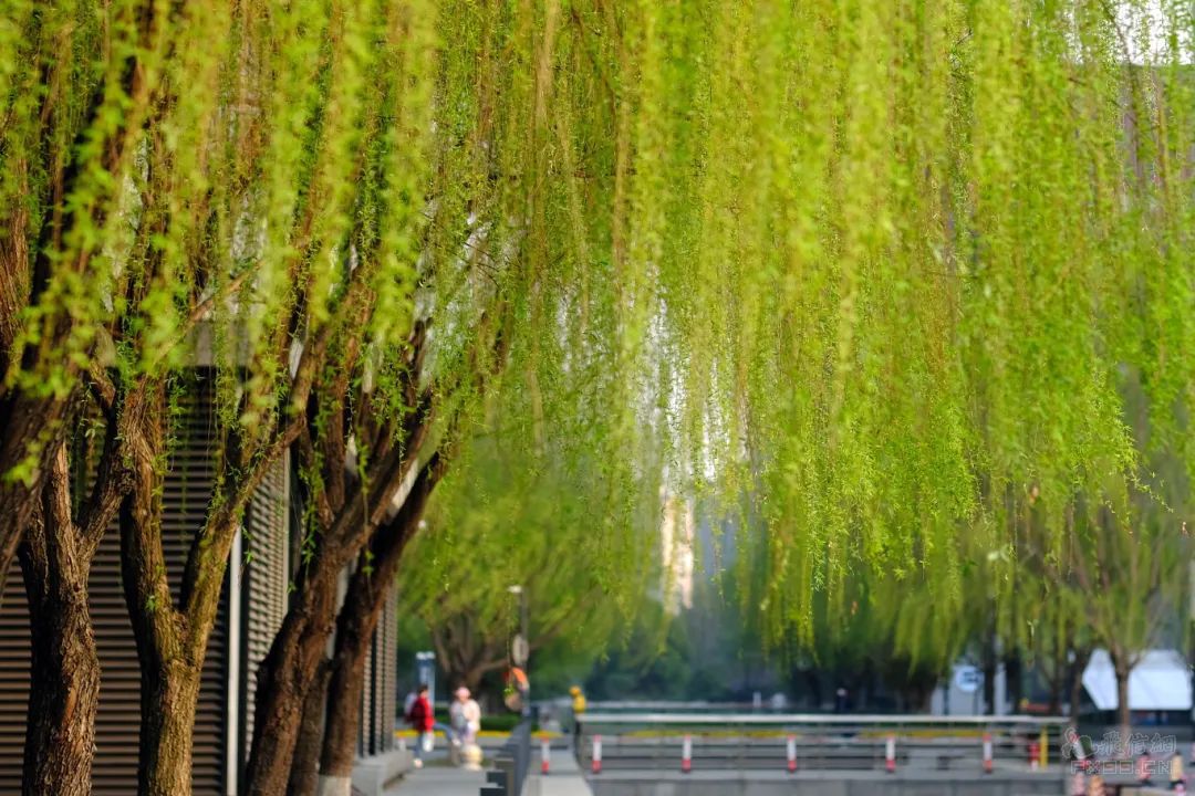 施小琳当选四川省省长